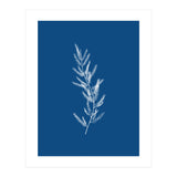 Blue Botanical II (Print Only) thumbnail