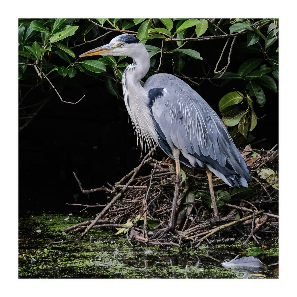 Heron (Print Only)