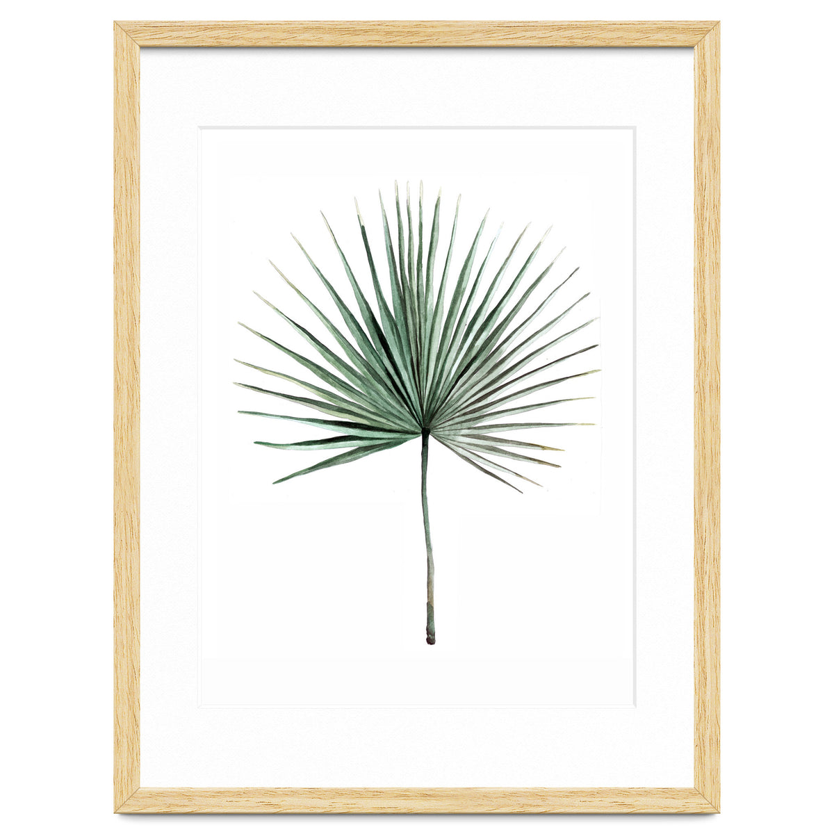 Botanical Illustration Fanpalm