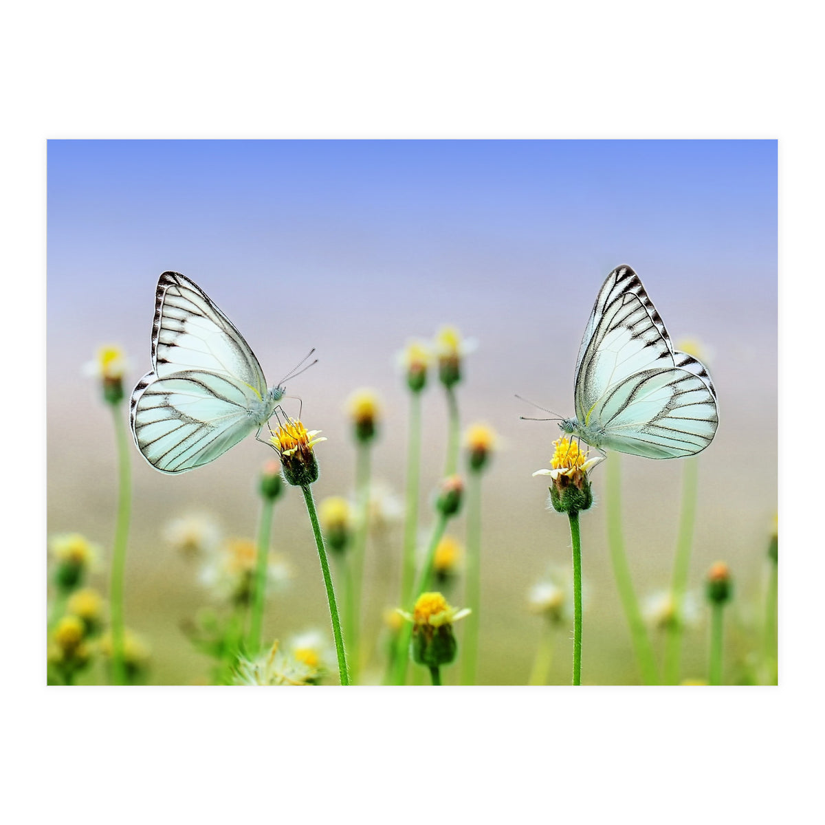 Butterfly (Print Only)