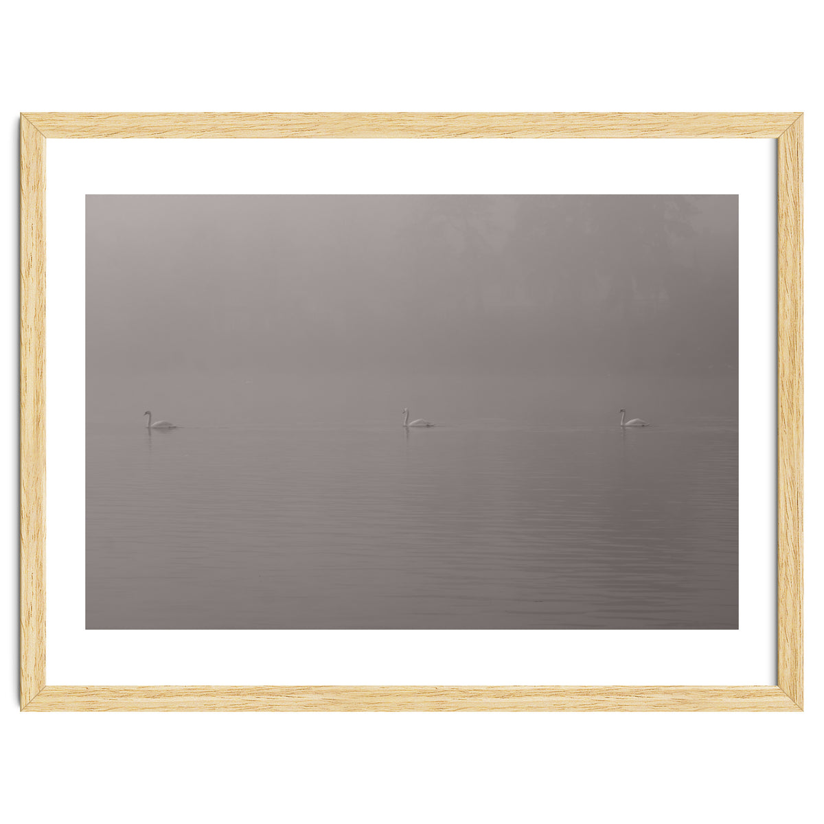 Swans in the mist