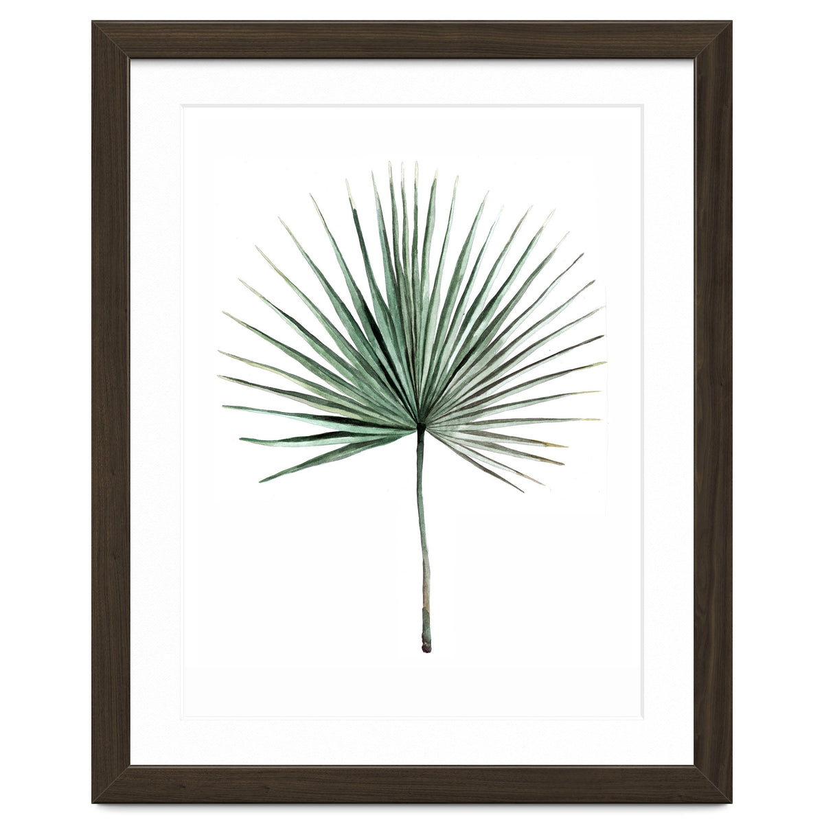 Botanical Illustration Fanpalm