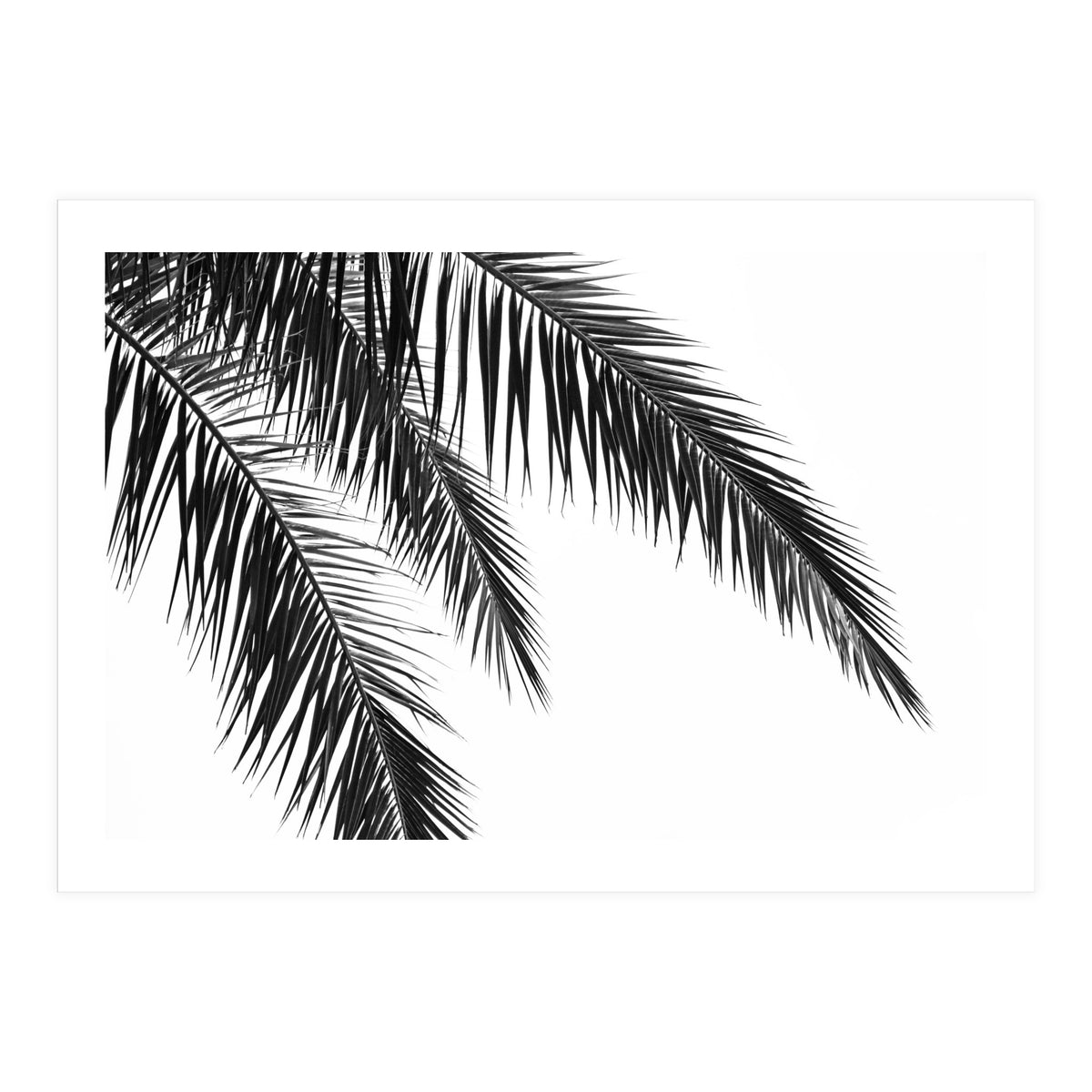 Palm Leaves (Print Only)