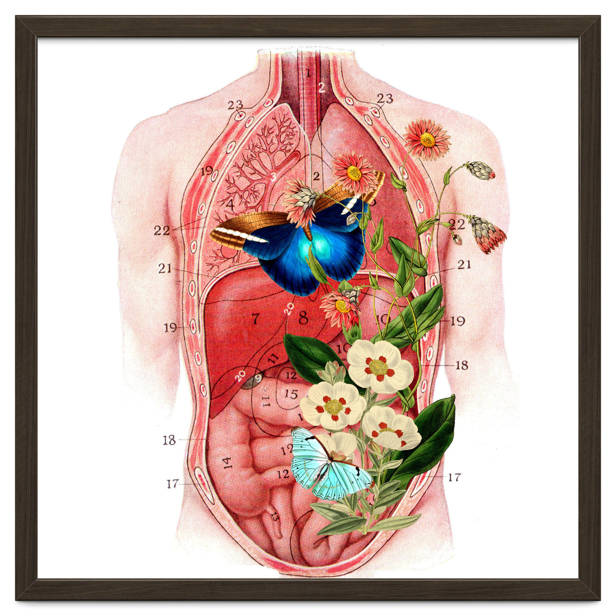 Butterflys In The Belly Makes Flower Grows