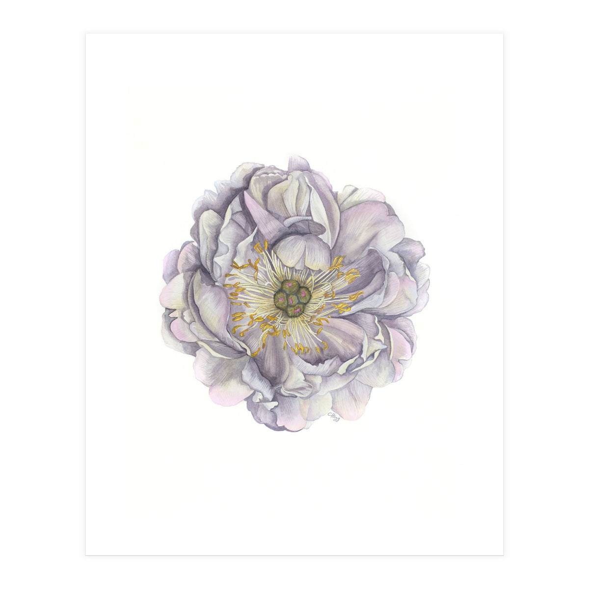 A Peony In Grey Std (Print Only)