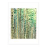 Locked In The Woods (Print Only) thumbnail