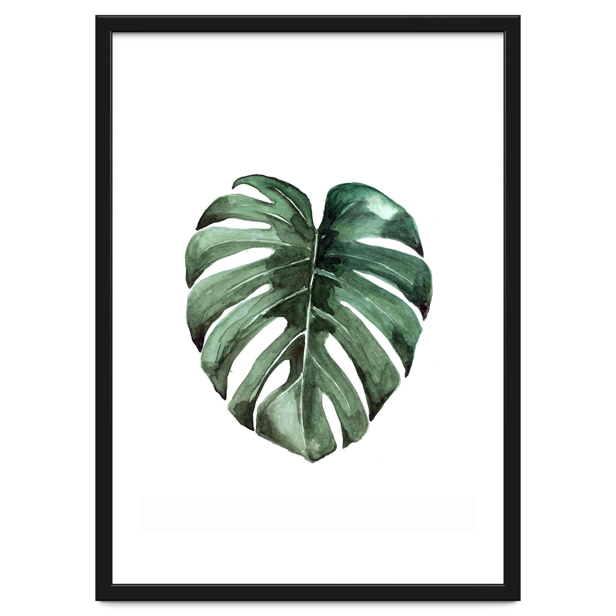 Botanical Illustration Monstera Deliciosa