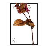 Flower 1 (Print Only) thumbnail