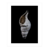 Shells No 12 Color Version (Print Only) thumbnail