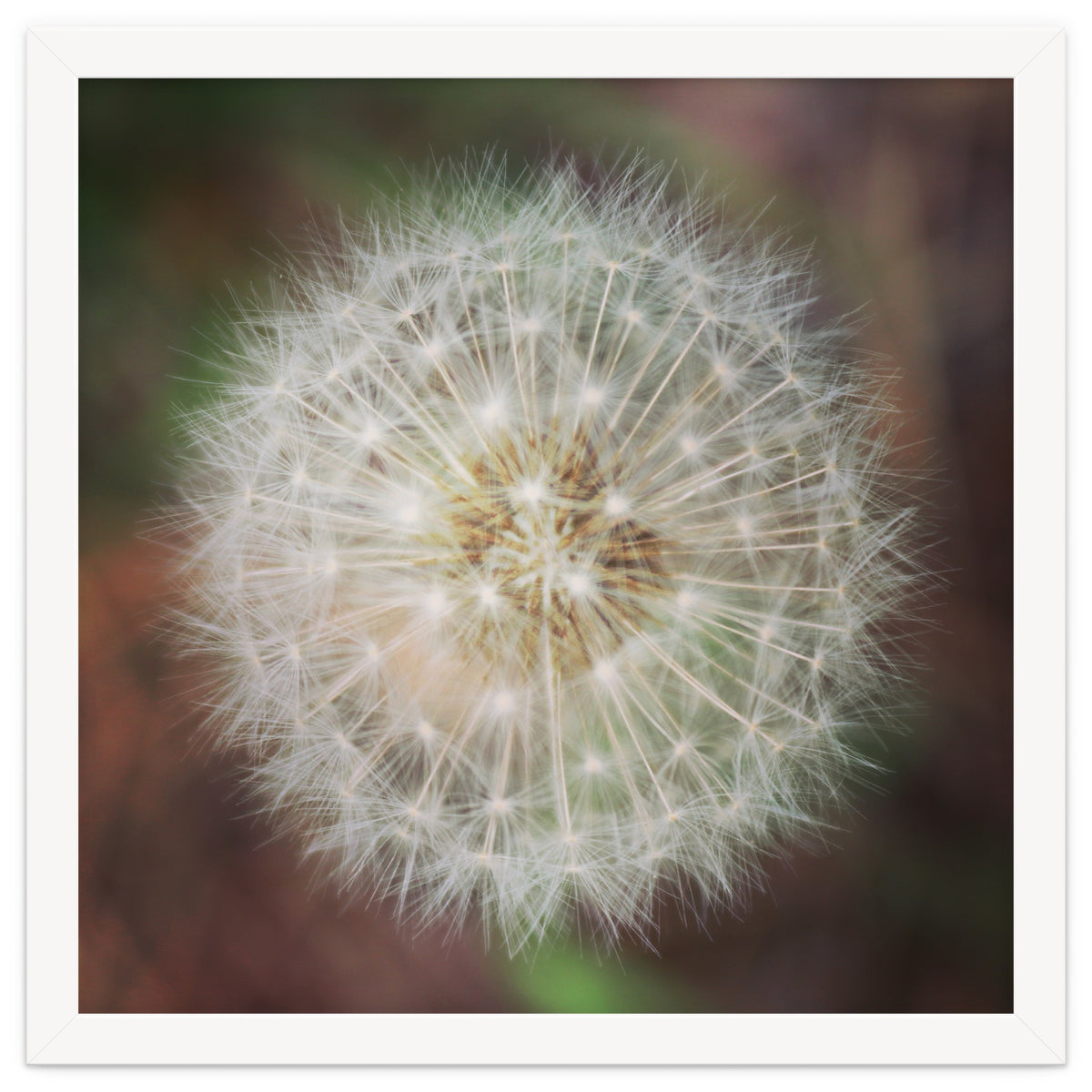 dandelion clock