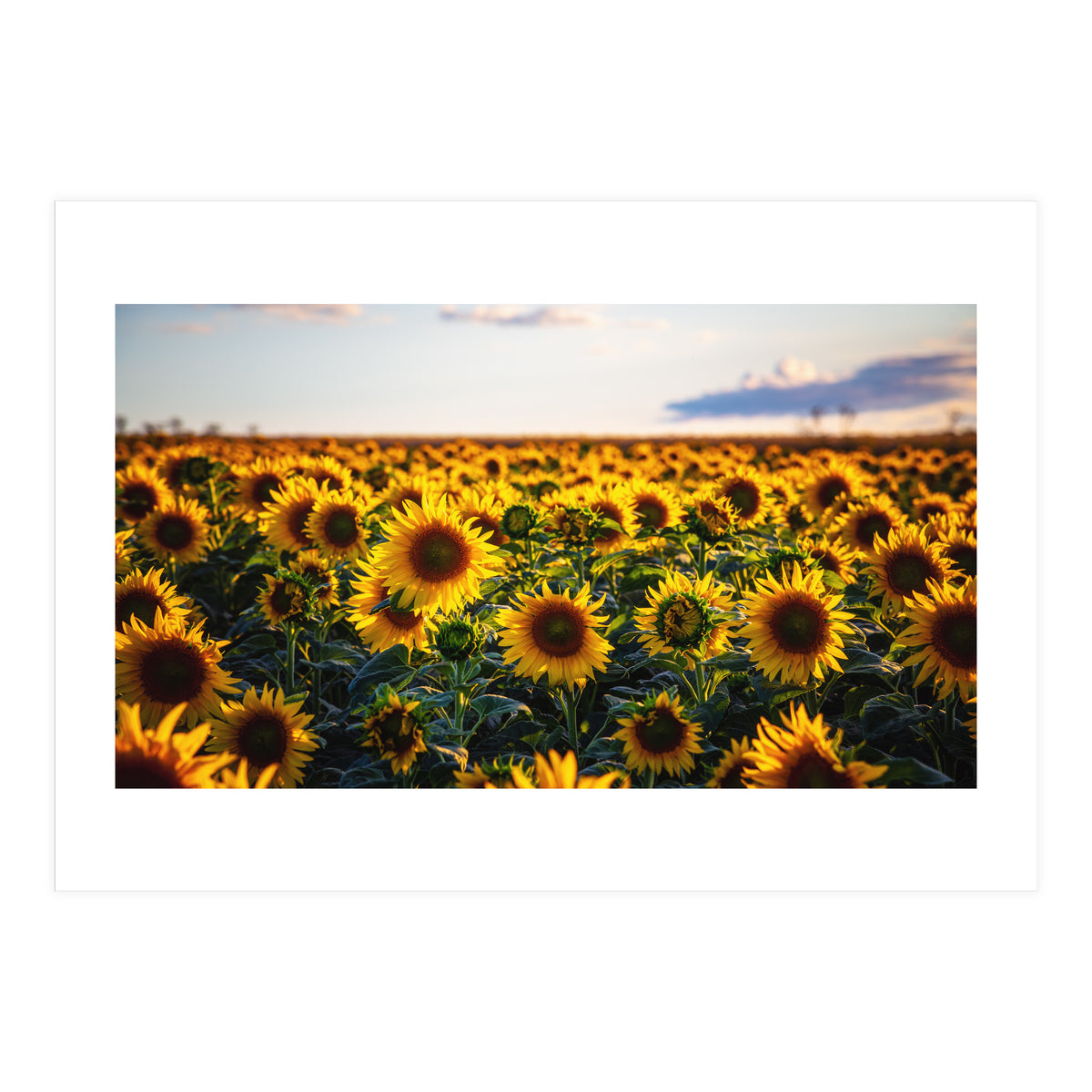 Summer Sunflowers (Print Only)