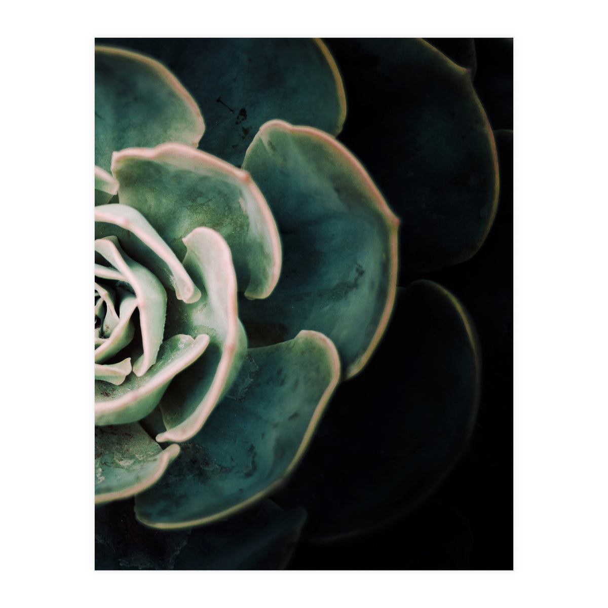 Darkside Of Succulents 4-B (Print Only)