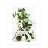 Eucalyptus (Print Only) thumbnail