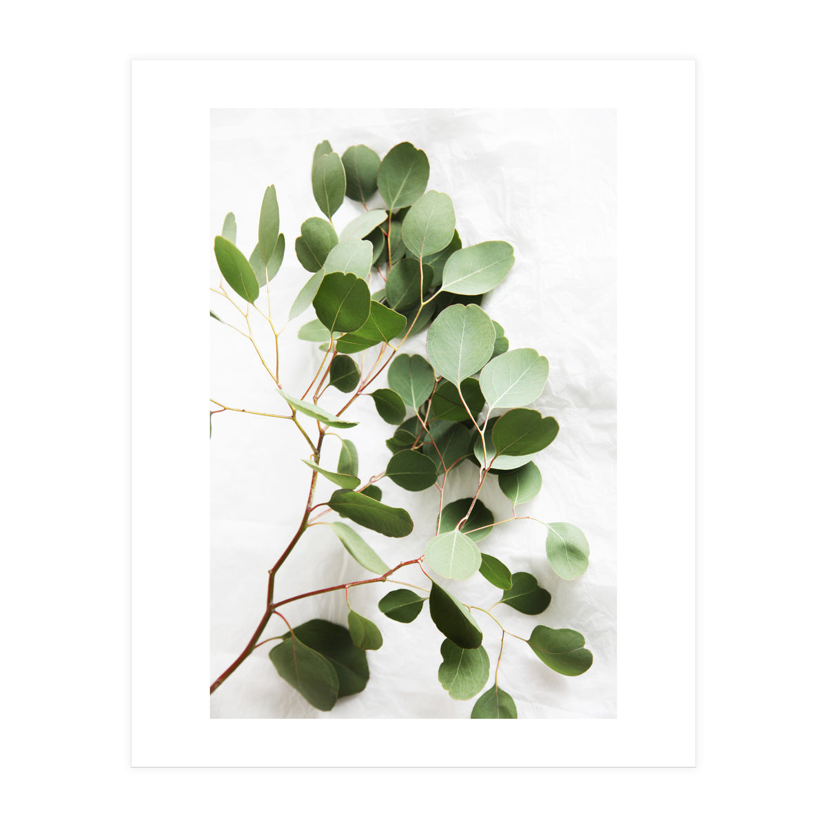 Eucalyptus (Print Only)