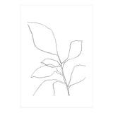 Six Leaf Plant (Print Only) thumbnail