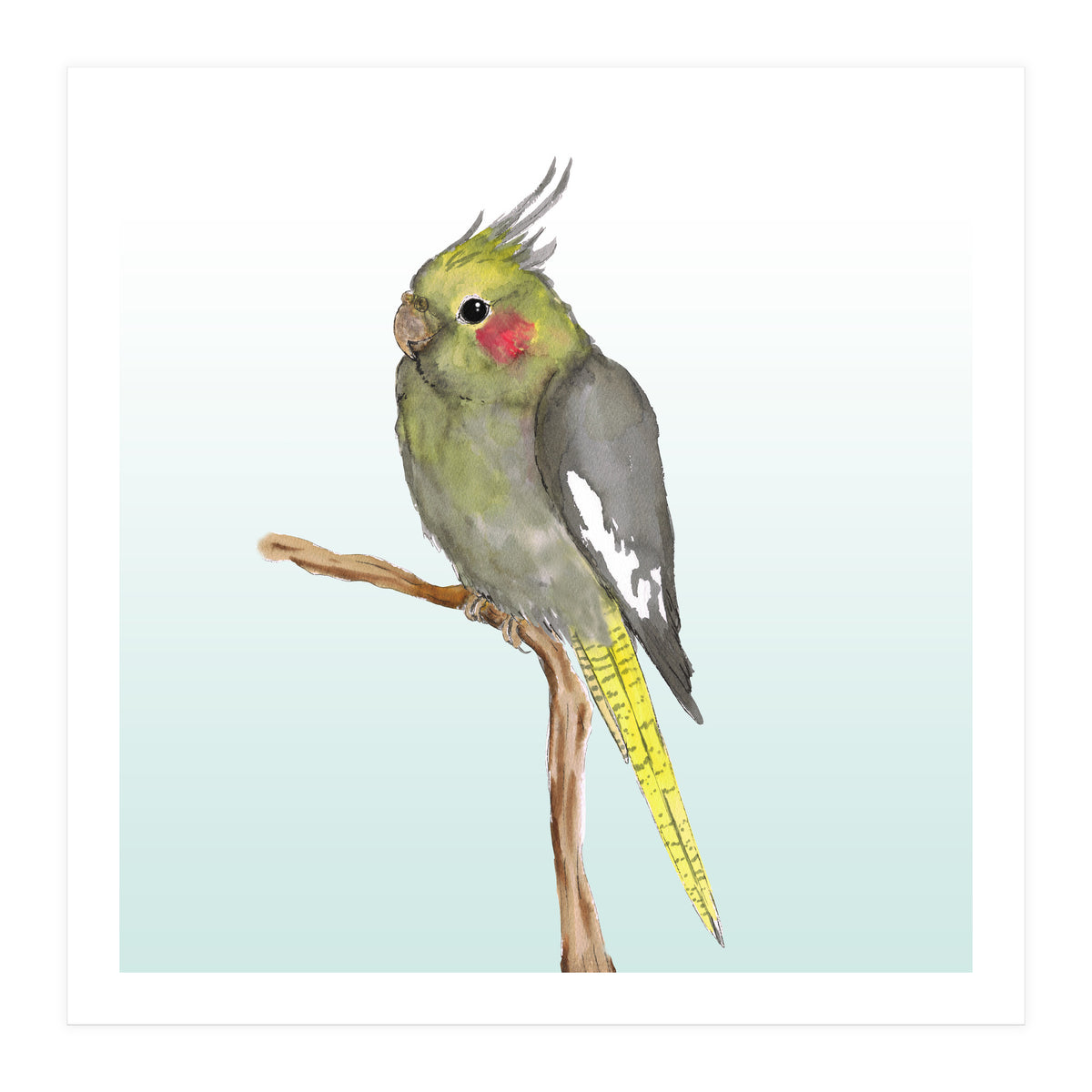 Cute cockatiel 	 (Print Only)