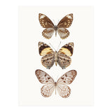 Cc Butterflies 06 (Print Only) thumbnail