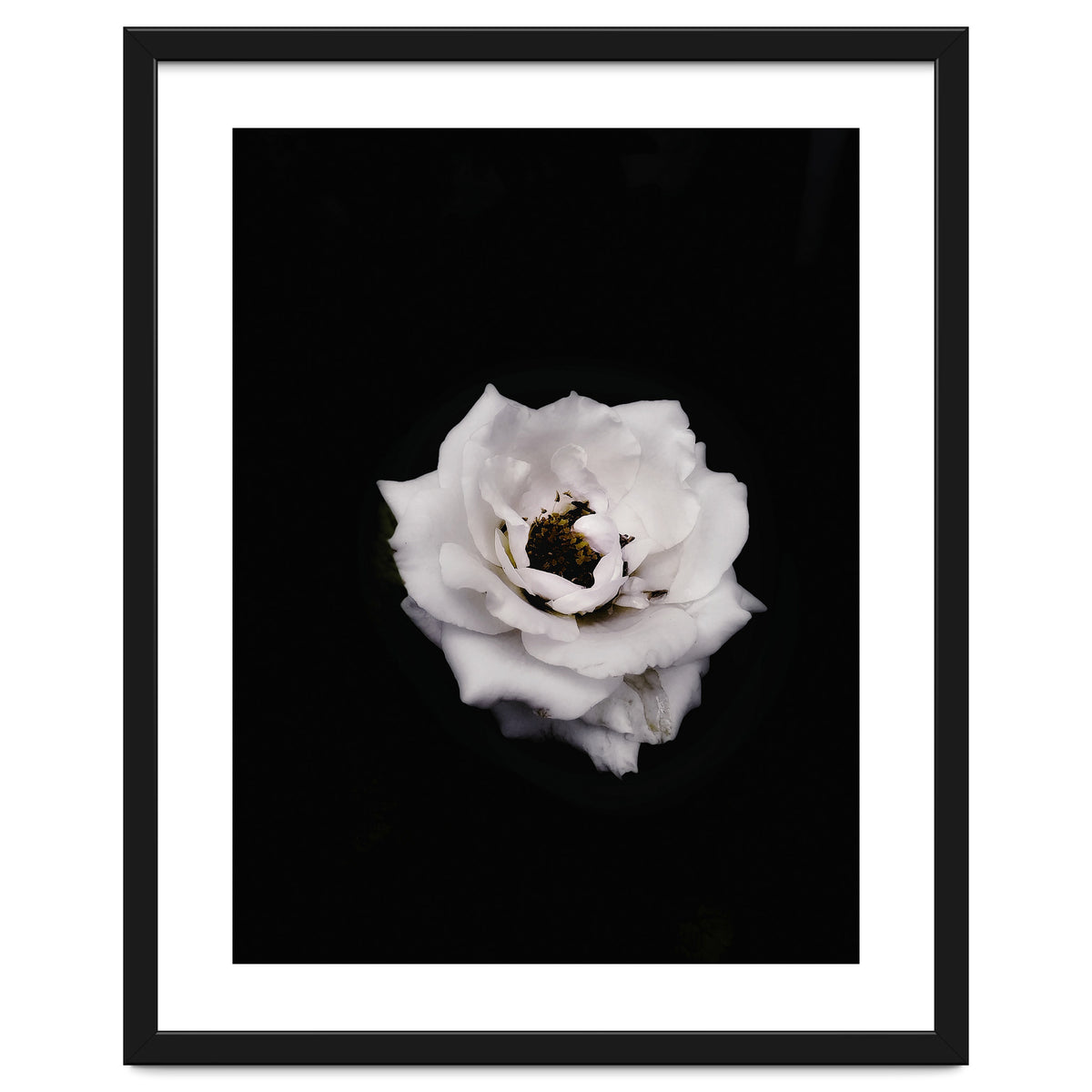 White Rose