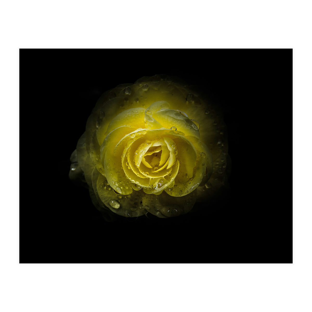 Backyard Flowers 64 Color Version (Print Only)