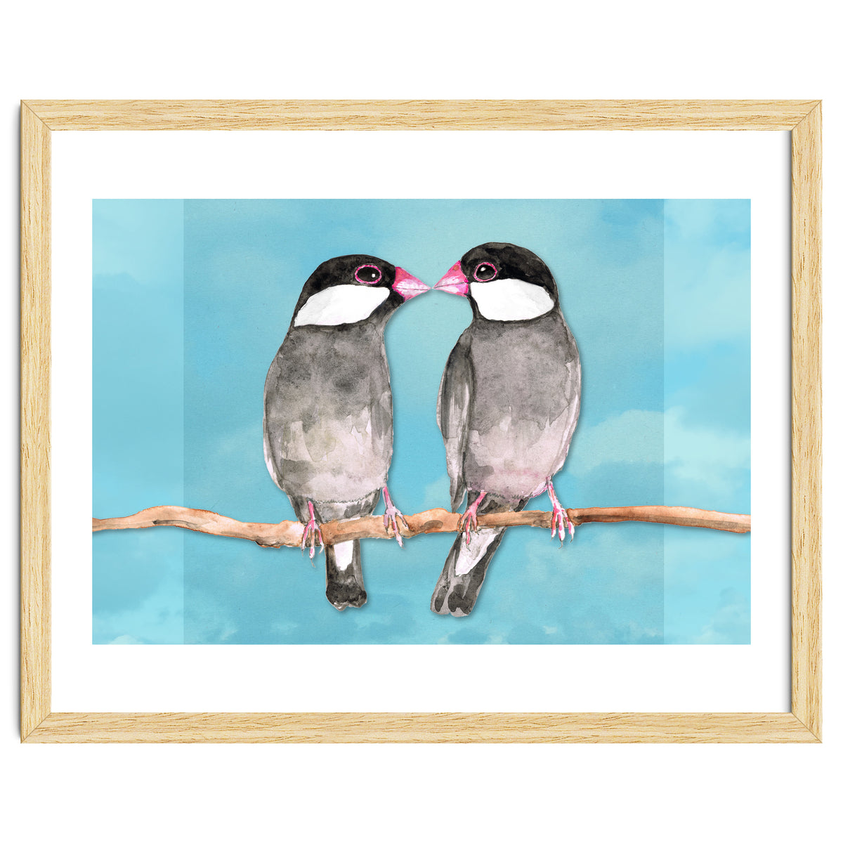 Two kissing Java sparrows