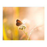Butterfly (Print Only) thumbnail