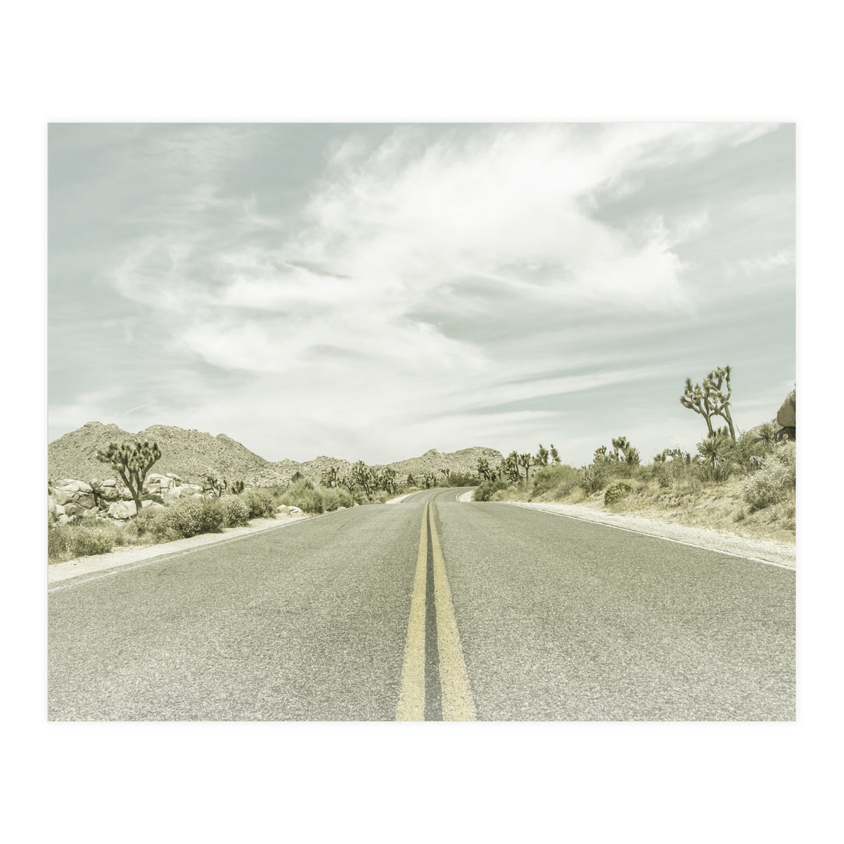Joshua Trees, Park Boulevard | Vintage (Print Only)