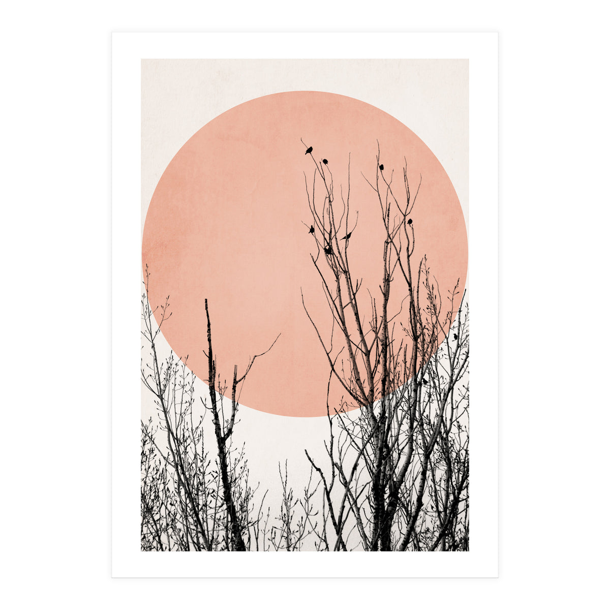 Sunset Dreams Rose (Print Only)