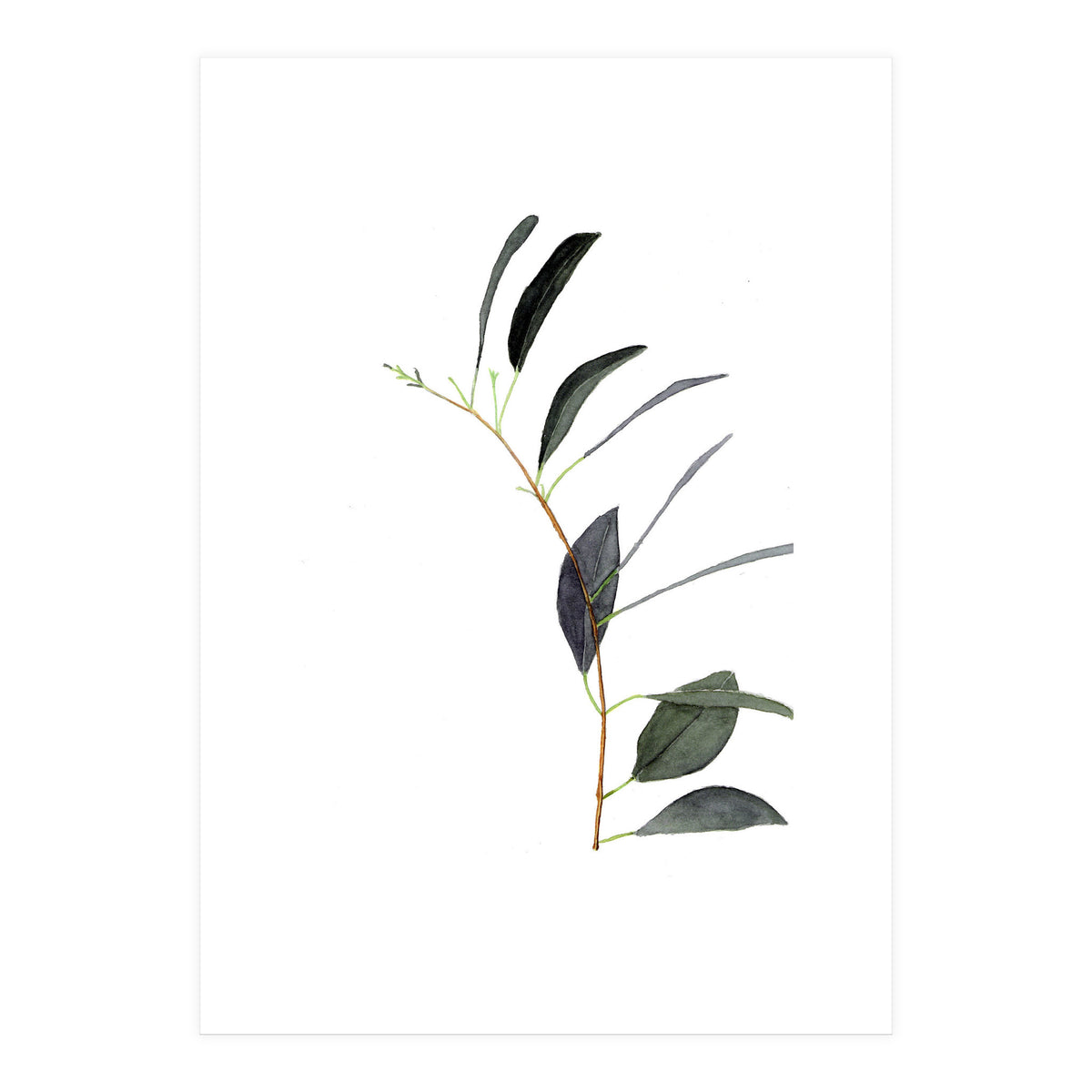 Untitled #14 - Eucalyptus (Print Only)