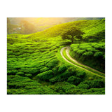 Nature (Print Only) thumbnail