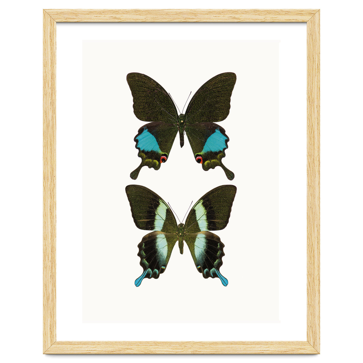 Cc Butterflies 02