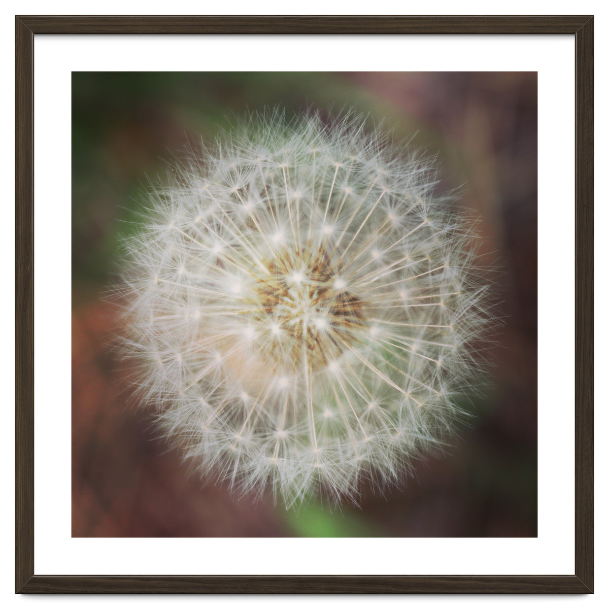 dandelion clock