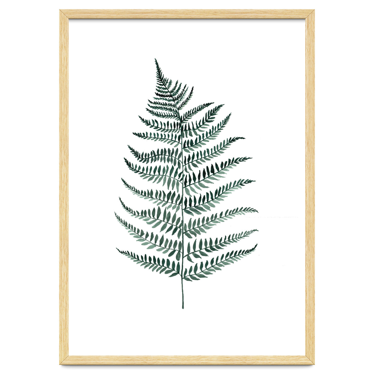 Botanical Illustration Silverfern