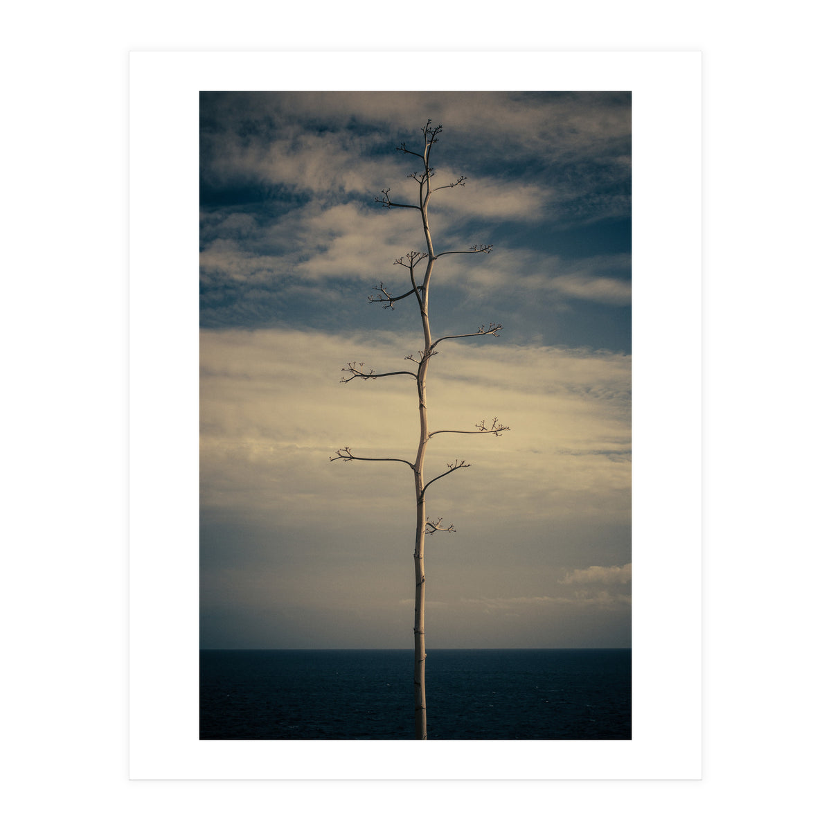 SEA AND TREE (Print Only)