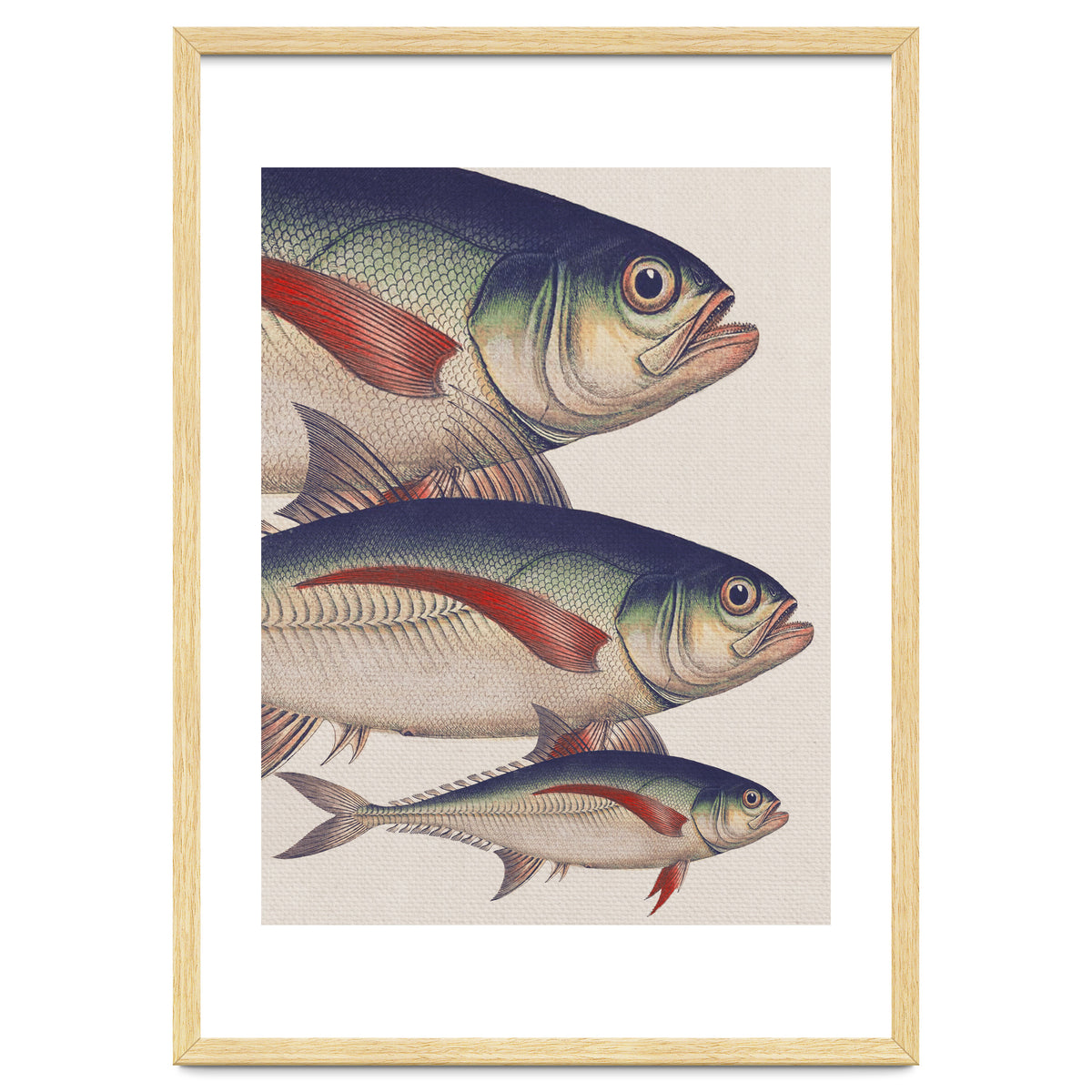 Fish Classic Designs 5