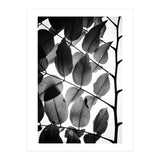 Branches and Leaves II (Print Only) thumbnail