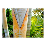 Palm V (Print Only) thumbnail