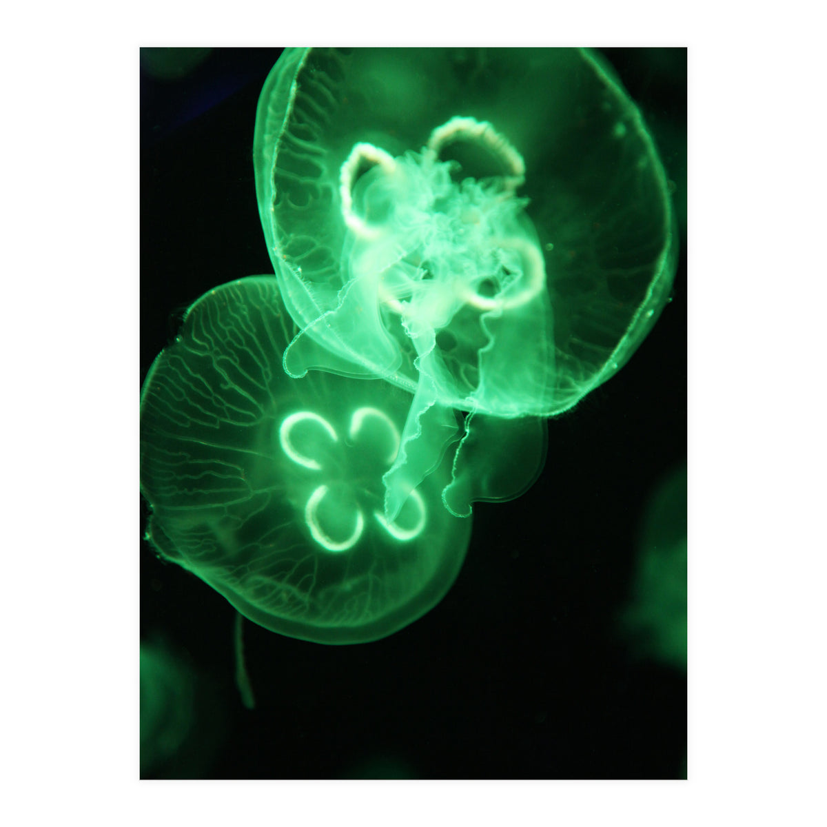 Jellyfish (Print Only)