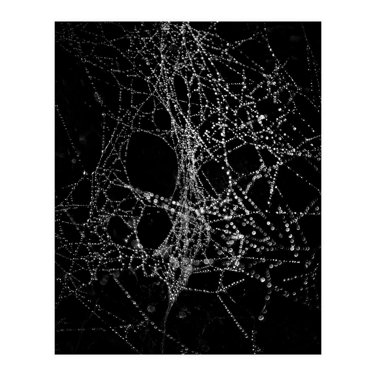 Spiderweb No 4 (Print Only)