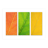Autumn Leaves (Print Only) thumbnail