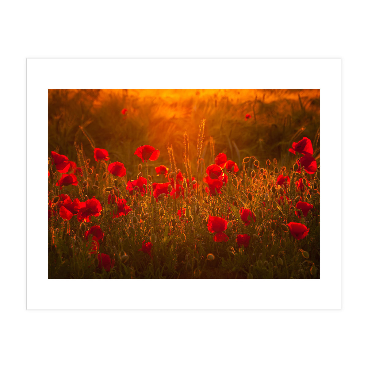 Poppies At Summer (1) (Print Only)