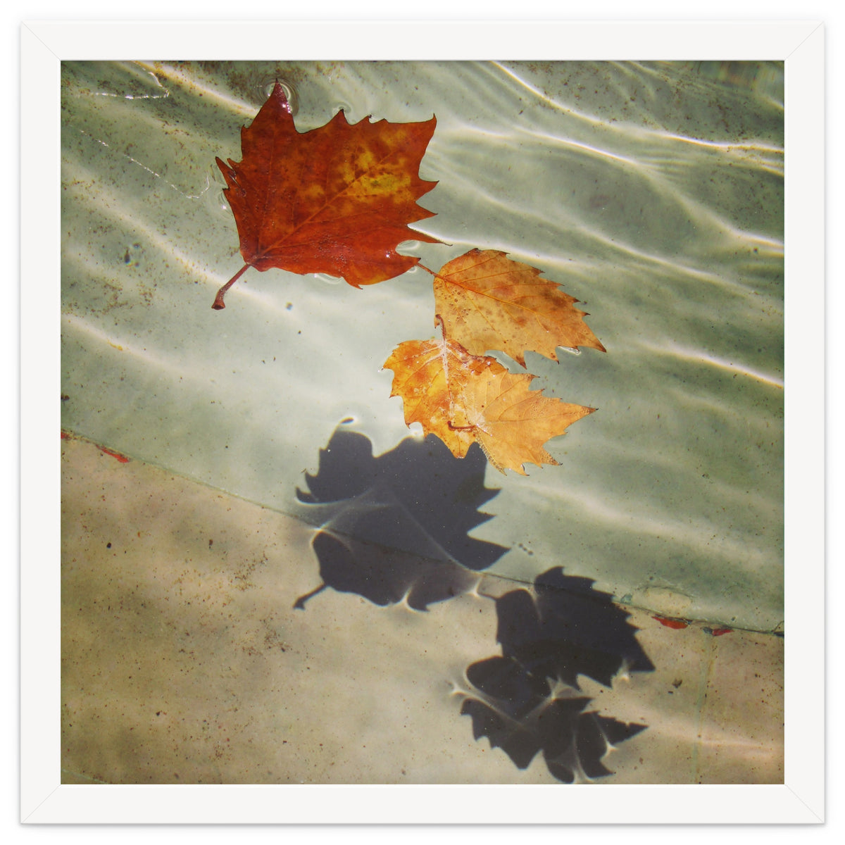 Floating leaves