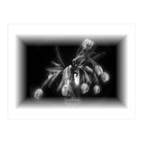 Tulips (Print Only) thumbnail