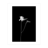 Freesia | dark design  (Print Only) thumbnail