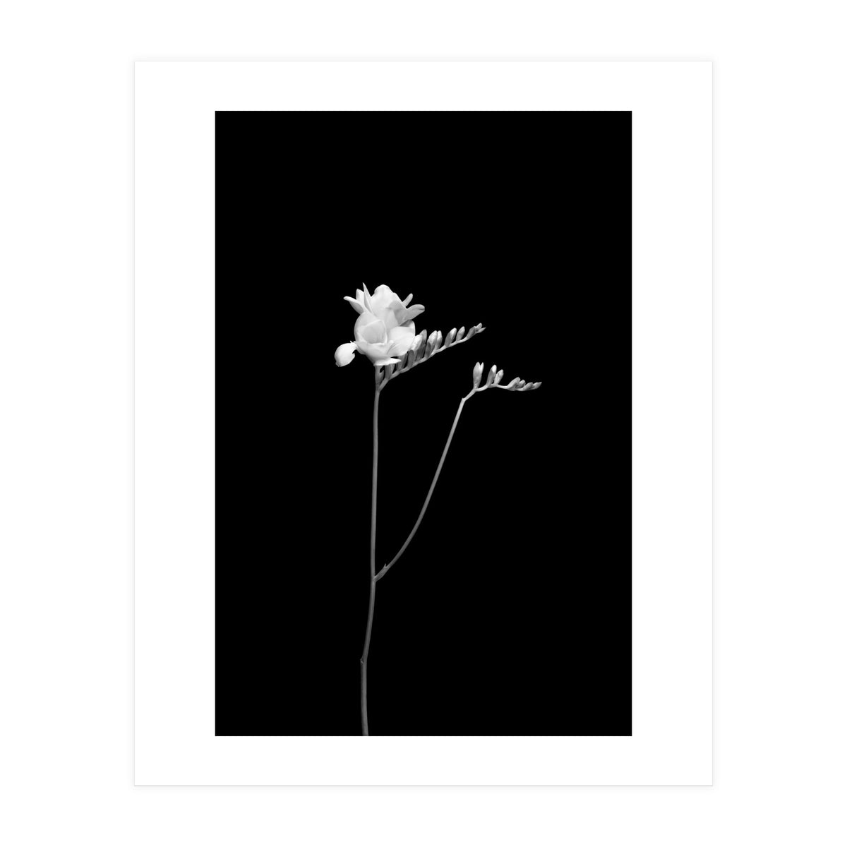 Freesia | dark design  (Print Only)