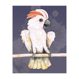 Salmon-crested cockatoo (Print Only) thumbnail