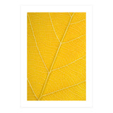 Autumn Leaf (Print Only) thumbnail