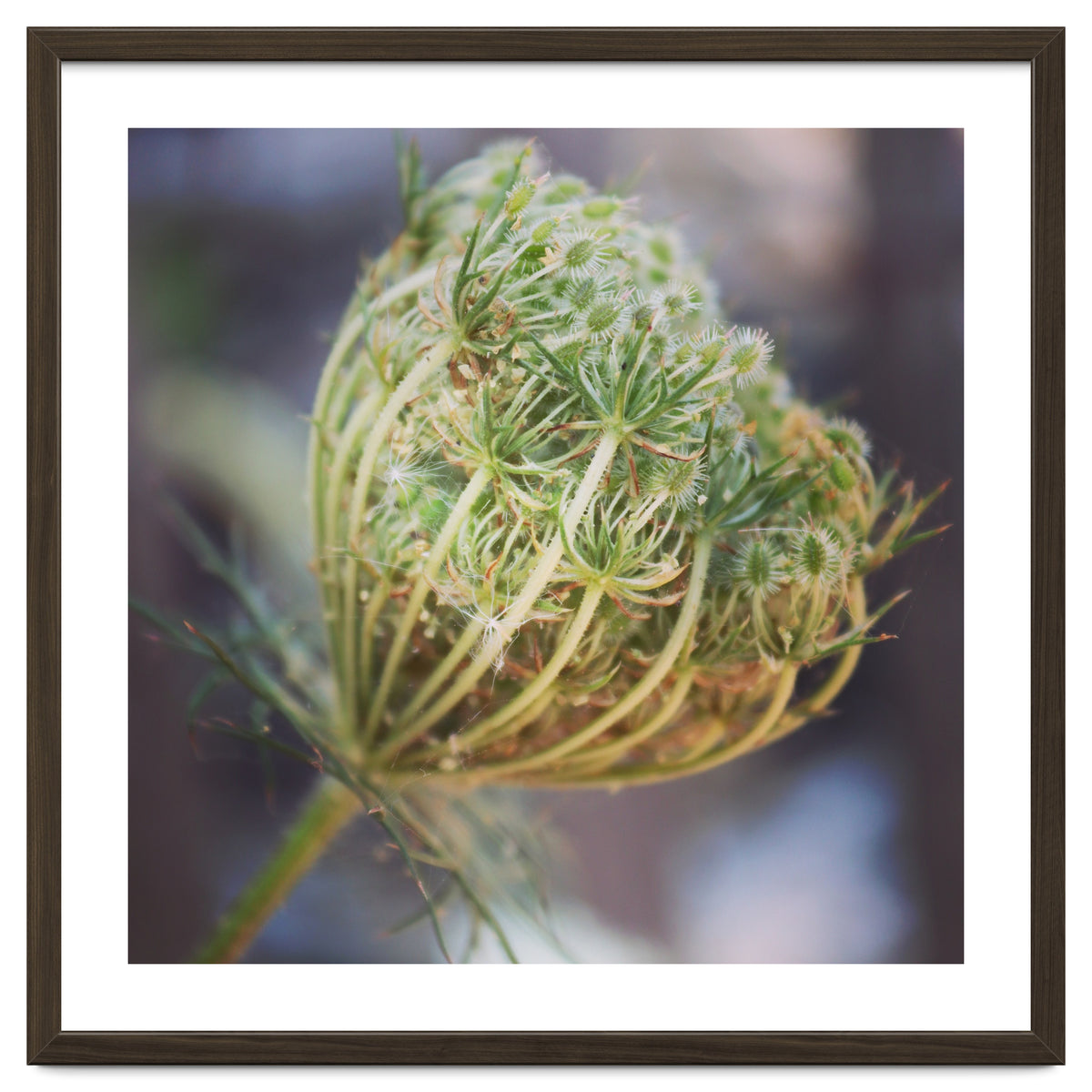 Seed head