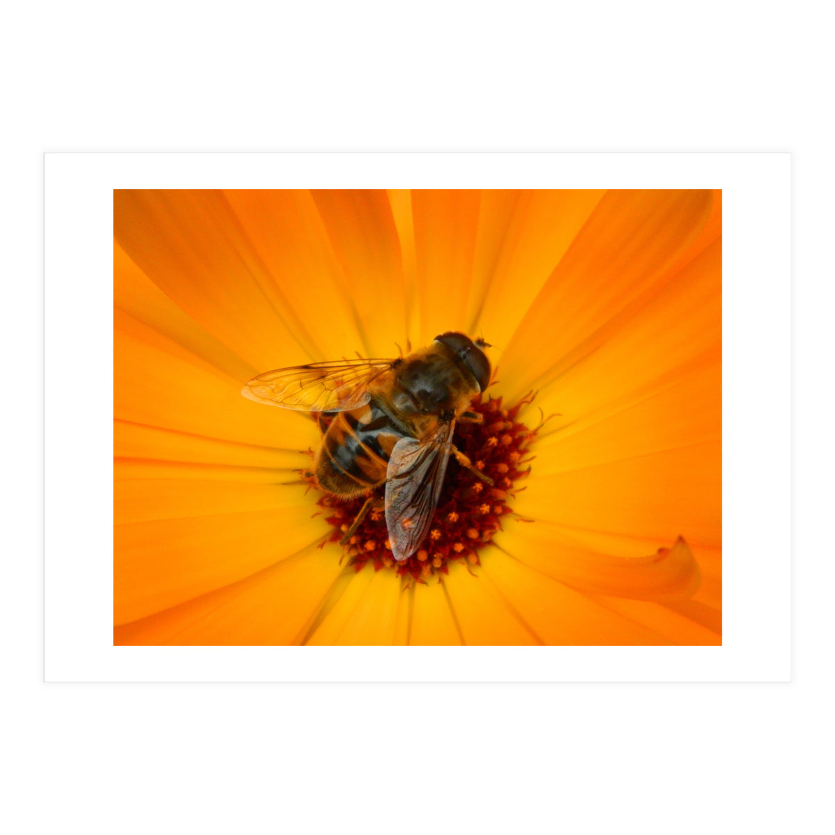 Bee Kinder (Print Only)