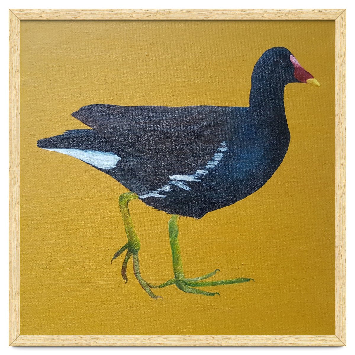Moorhen