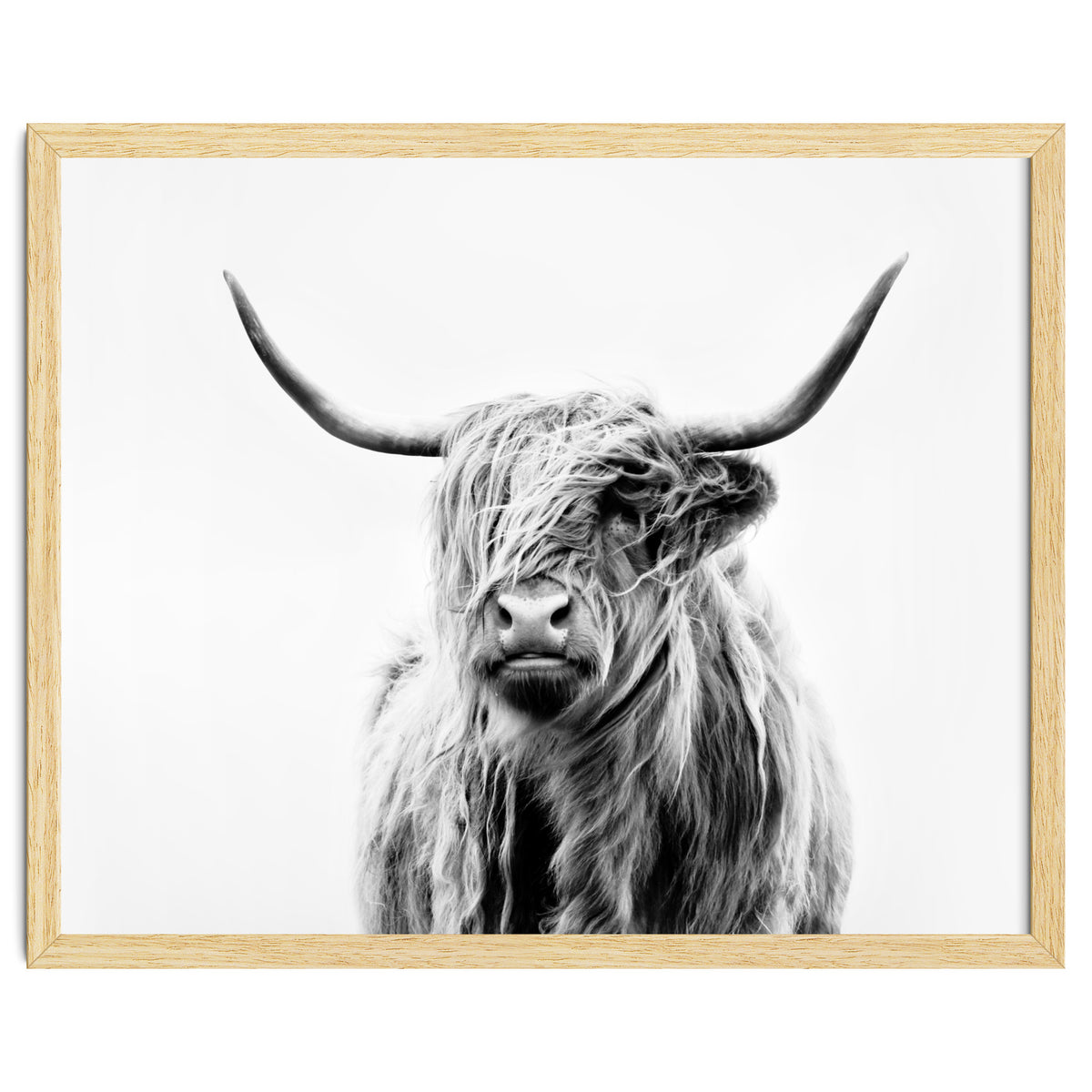 Portrait of a Highland Cow II